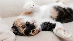 猫が仰向けになってお腹を見せる理由：動物学者が愛猫のサインをすべて解読