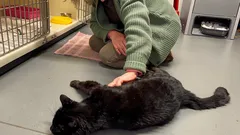 12年間行方不明だったが戻ってきた――猫は戻ってすぐに飼い主を認識した