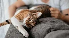 猫があなたを「ママ」だと思っている7つのサイン:あなたをただの人間じゃないと感じているとき