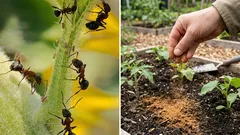 庭を大群で行進していたアリが、この調味料を撒いたらいなくなった