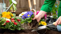 4月に地植えできる花：手間いらずの簡単なリスト