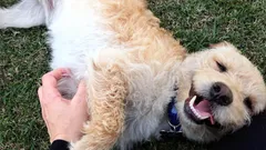 犬がお腹をなでてほしがる理由:快感だけが目的ではない