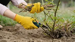 花が咲かない可能性あり：園芸家が、春に剪定してはいけない植物を挙げた