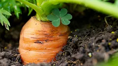 どんな天候でも発芽する――春にニンジンを播種するのに最適な時期