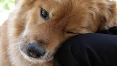 野生の祖先から受け継いだしぐさ:犬が飼い主に頭を乗せるのはなぜ?