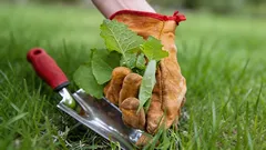 雑草の脅威にさらされる庭:春になると最も厄介な植物が庭を侵食する