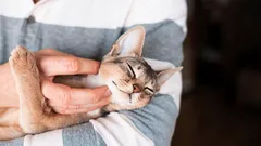 猫が人や物に体をこすりつける理由：専門家が意外な原因を指摘