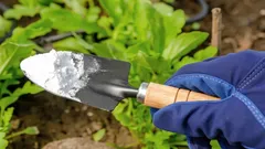 害虫対策に重曹：収穫を守る手軽で安価な方法