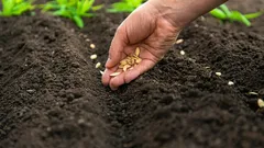 4月に何を植えるか:変わりやすい気候に最適な、最も丈夫な野菜5選