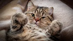 猫が好きですか？心理学によると、あなたにはとても珍しい性格特性が5つあります