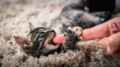 子猫が噛んだり引っかいたりしますか?その癖を優しく直す方法は次の通りです