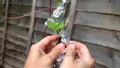 アルミホイルで庭の害虫を寄せ付けない?ガーデナーがその答えを解説