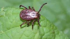 ダニを庭から追い払う:園芸家が植えるべき植物を紹介