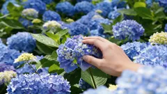日陰の庭の王者：暗い場所を美しく彩る理想の植物4選