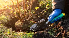 ガーデナーにとって最大の過ち:家の近くに絶対に植えてはいけない低木10選