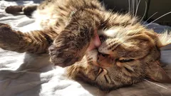 どんな気象予報士よりも正確：猫がどうやって簡単に天気を予測し、あなたに教えてくれるのか